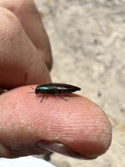 Melobasis purpurascens