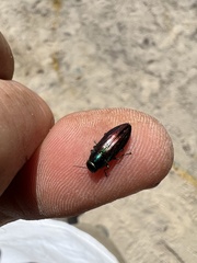 Melobasis purpurascens