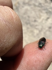 Melobasis purpurascens