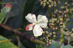 Hydrangea steyermarkii