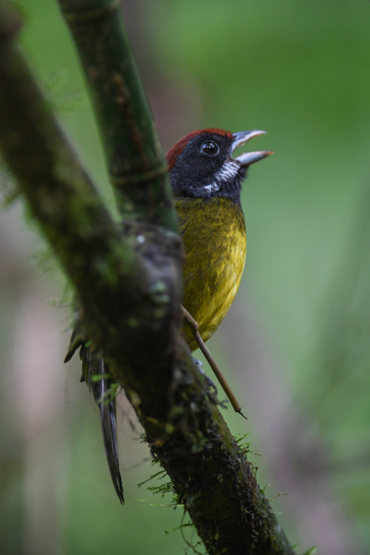 Sooty-faced Finch (Arremon crassirostris), photo 10
