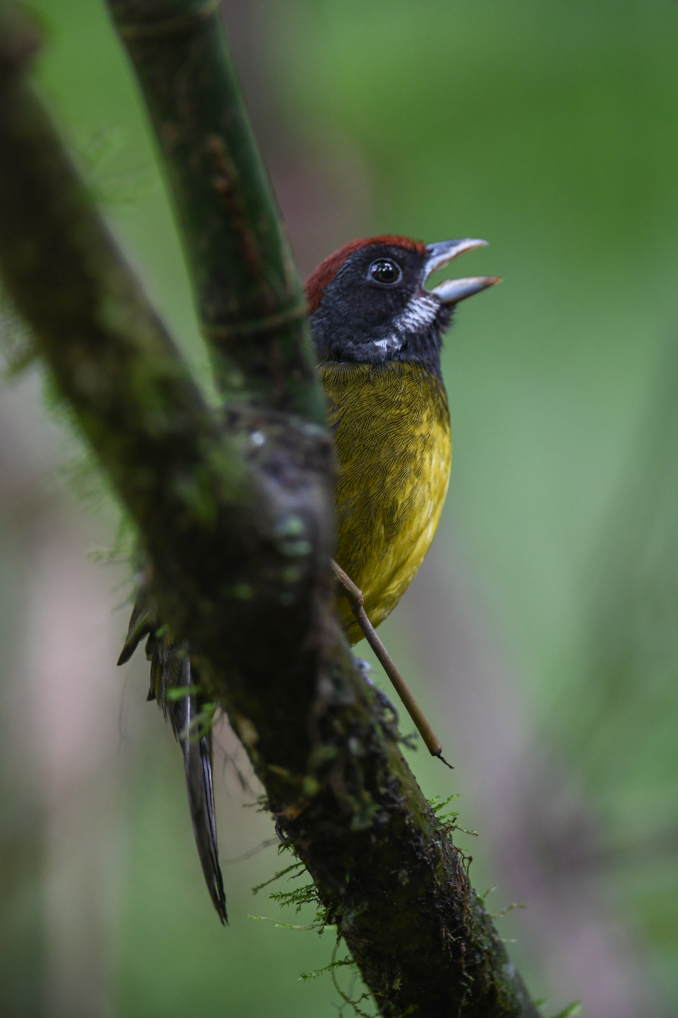 Sooty-faced Finch (Arremon crassirostris), photo 9
