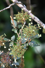 Hydrangea steyermarkii