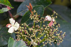 Hydrangea steyermarkii