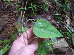 Passiflora retipetala