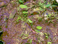 Passiflora retipetala