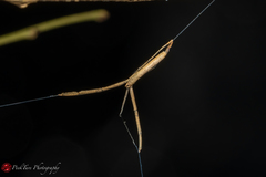 Miagrammopes singaporensis