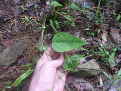 Passiflora retipetala