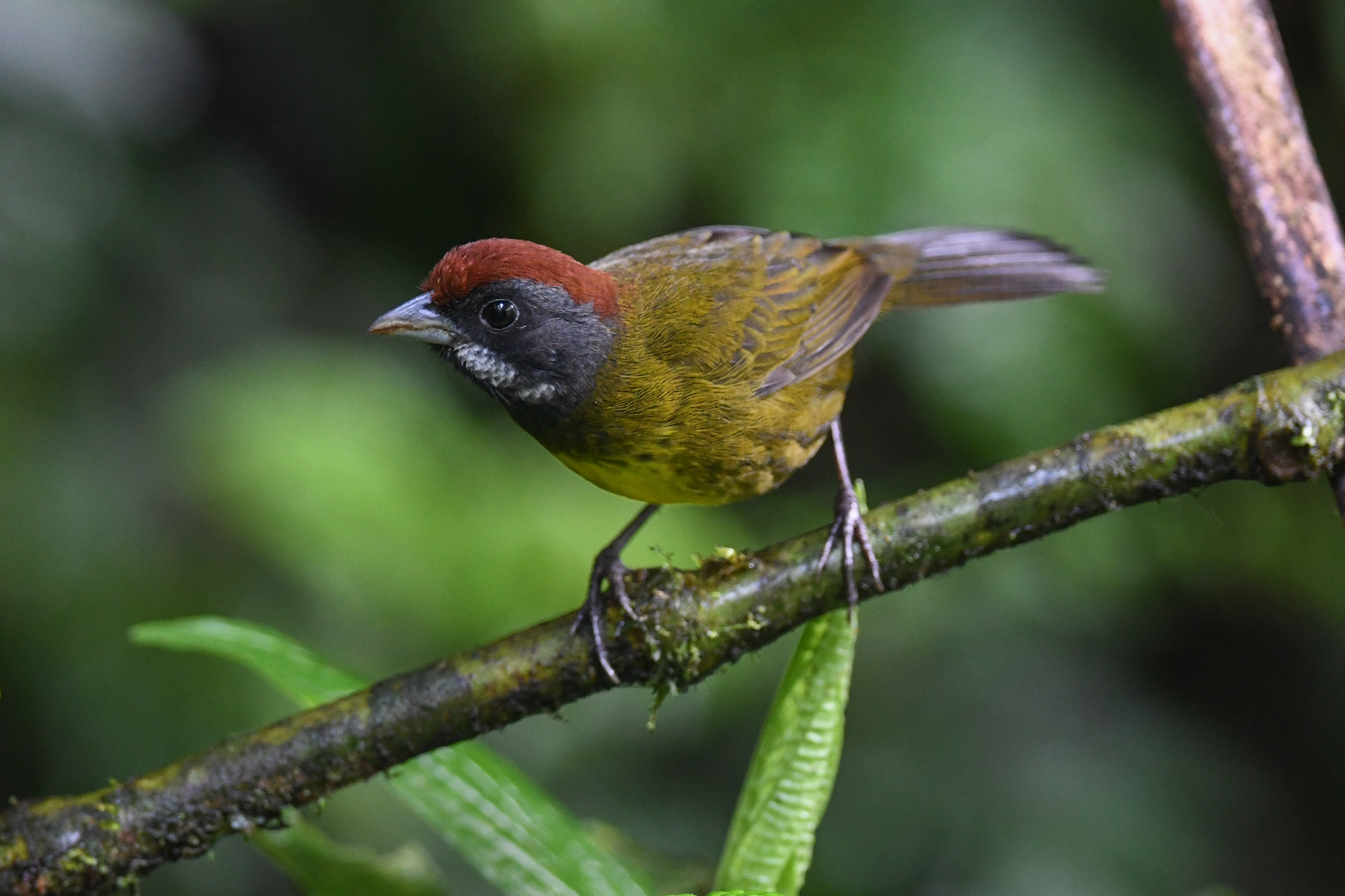 Sooty-faced Finch (Arremon crassirostris), photo 8