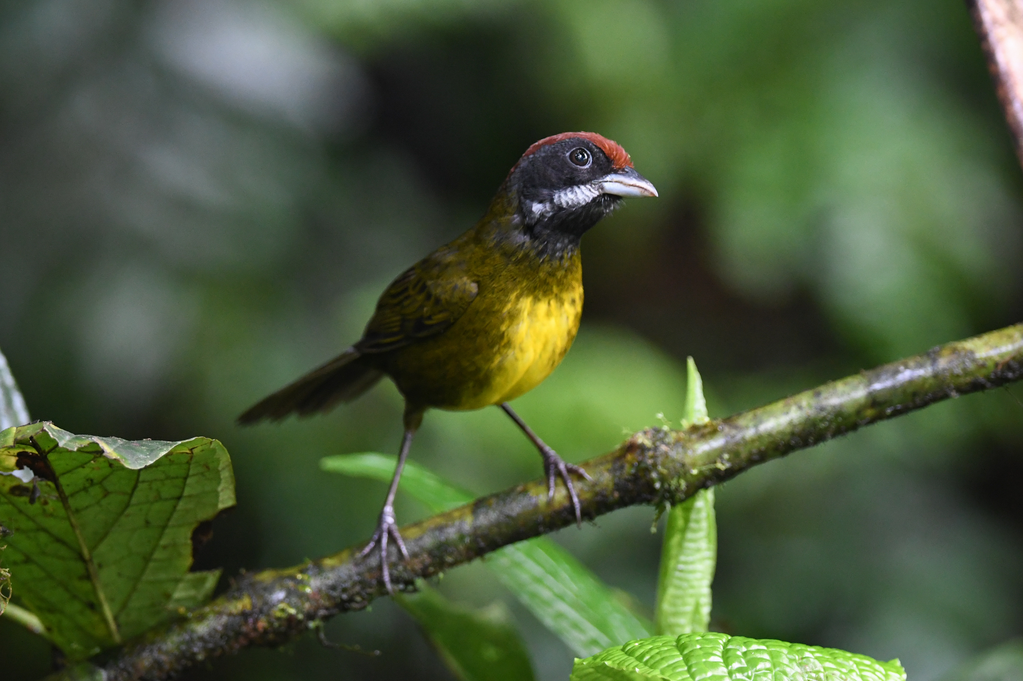 Sooty-faced Finch (Arremon crassirostris), photo 7