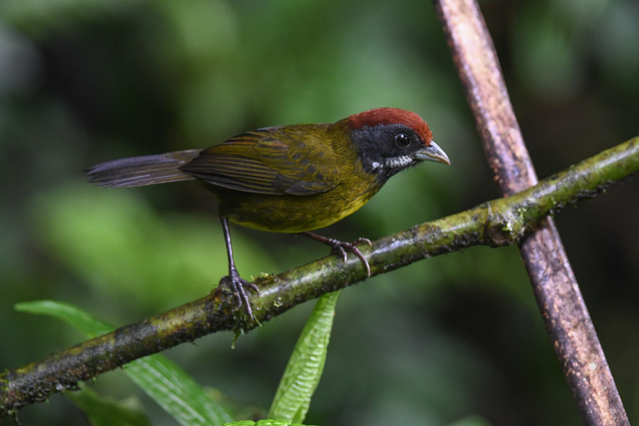 Sooty-faced Finch (Arremon crassirostris), photo 6