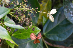 Hydrangea steyermarkii