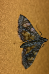 Glyphodes onychinalis