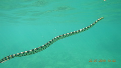 Hydrophis major