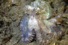 Amphioctopus