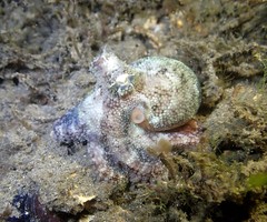 Amphioctopus