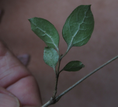 Coprosma ciliata