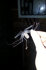 Phrynichus ceylonicus