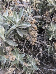 Hazardia detonsa