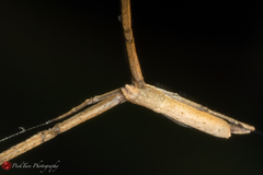 Miagrammopes singaporensis