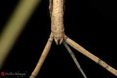 Miagrammopes singaporensis