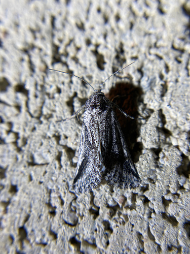iNaturalist observation photo of Oxycnemis fusimacula
