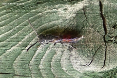Sapyga quinquepunctata