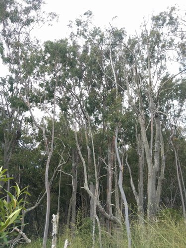 Eucalyptus citriodora iNat (3)