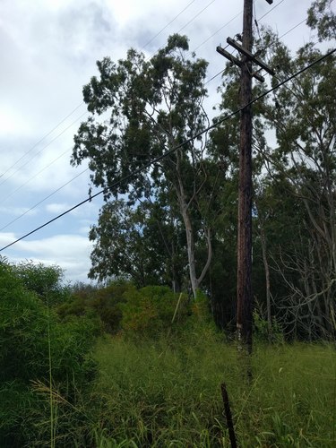 Corymbia citriodora