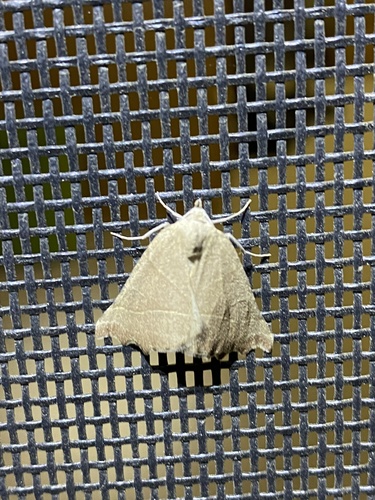 iNaturalist observation photo of Plataea calcaria