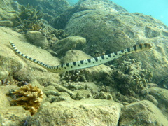 Hydrophis major