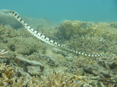 Hydrophis major