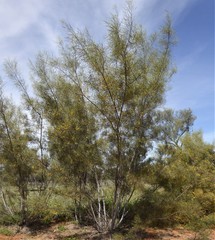 Acacia murrayana