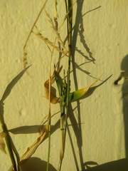 Urochloa subquadripara