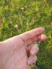 Dichanthium annulatum annulatum