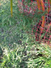 Phyllanthus leucanthus