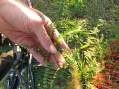 Phyllanthus leucanthus