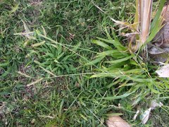 Paspalum fimbriatum