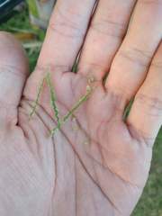 Paspalum fimbriatum