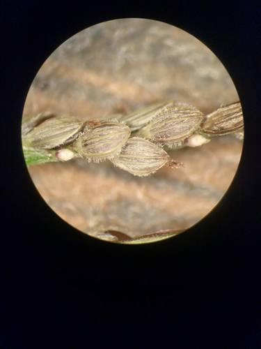 Digitaria stricta