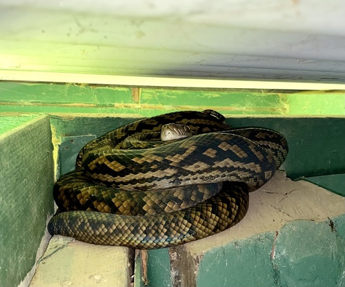 Australian Scrub Python sighting