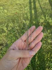 Digitaria stricta
