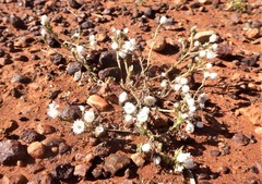 Rhodanthe rufescens