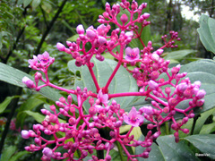 Medinilla speciosa
