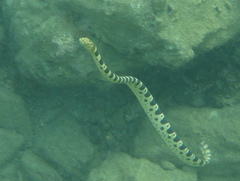 Hydrophis major