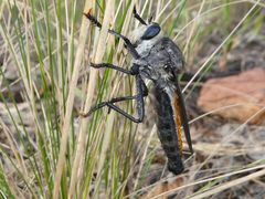 Pararatus ricardoae