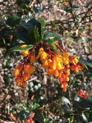 Berberis darwinii