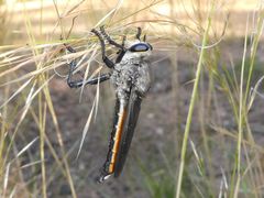 Pararatus ricardoae