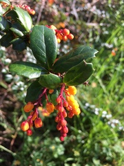 Berberis darwinii