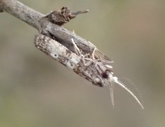 Tanaoctena pygmaeodes